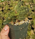 Macodes petola, Jewel Orchid, live potted plant