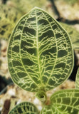 Macodes petola, Jewel Orchid, live potted plant