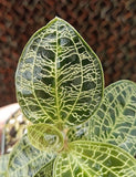 Macodes petola, Jewel Orchid, live potted plant