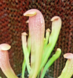 Sarracenia 'Bug Bat', live carnivorous pitcher plant, potted