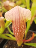 Sarracenia 'Bug Bat', live carnivorous pitcher plant, potted