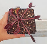 Venus Flytrap 'Red Dragon', live carnivorous plant, potted
