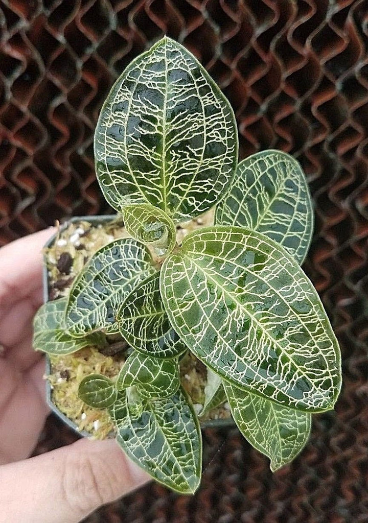 Macodes petola, Jewel Orchid, live potted plant