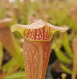 Sarracenia 'Bug Bat', live carnivorous pitcher plant, potted