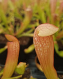 Sarracenia 'Bug Bat', live carnivorous pitcher plant, potted