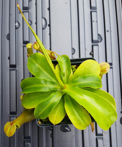 Nepenthes Ventrata, tropical pitcher plant, live carnivorous plant, potted