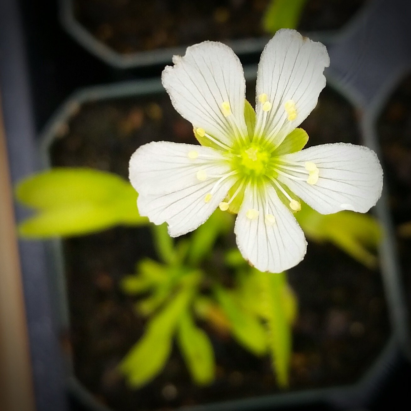 Venus Flytrap 'Dente', live carnivorous plant, potted
