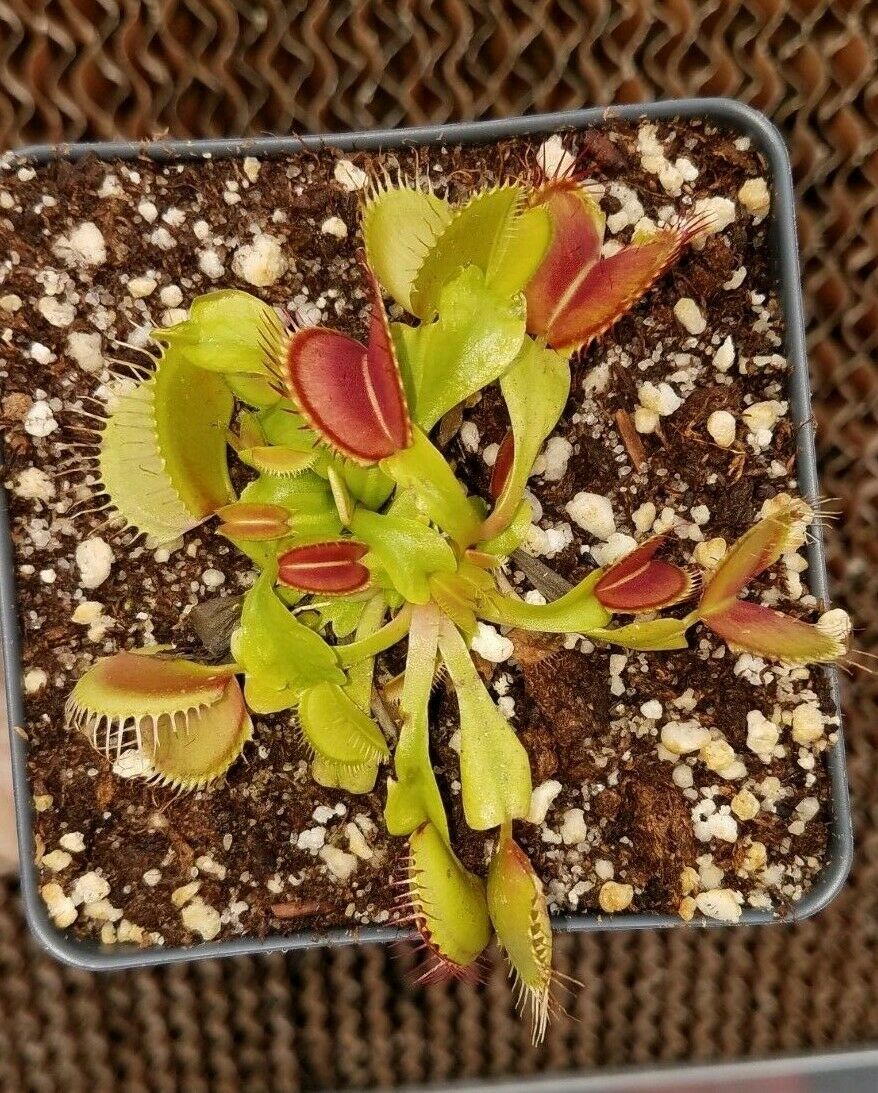 Venus Flytrap, Dionaea muscipula, live carnivorous plant, potted