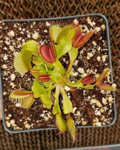 Venus Flytrap, Dionaea muscipula, live carnivorous plant, potted