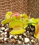 Venus Flytrap, Dionaea muscipula, live carnivorous plant, potted