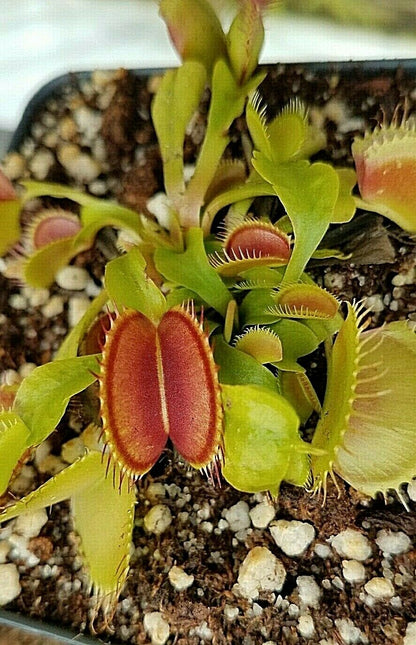 Venus Flytrap, Dionaea muscipula, live carnivorous plant, potted